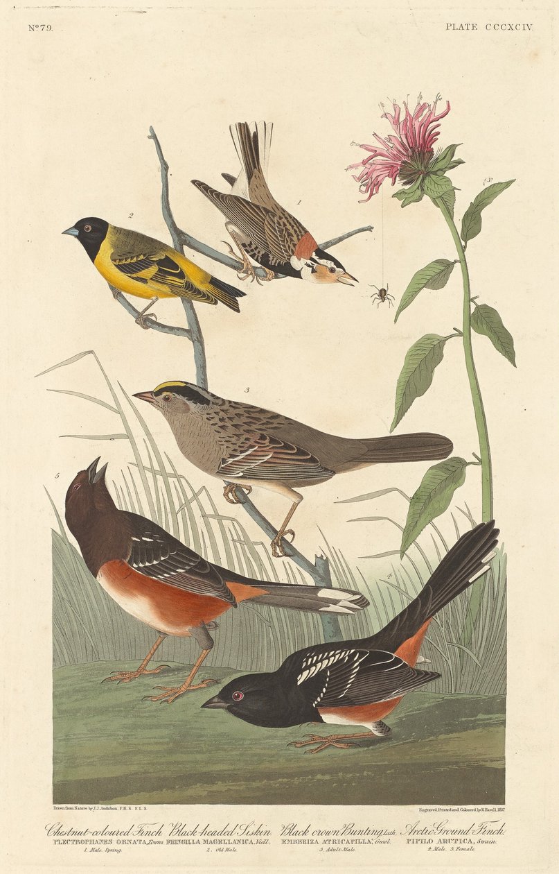 Tentilhão de cor castanha, Siskin-de-cabeça-preta, estamenha-de-coroa-preta e tentilhão-do-ártico de Robert Havell after John James Audubon