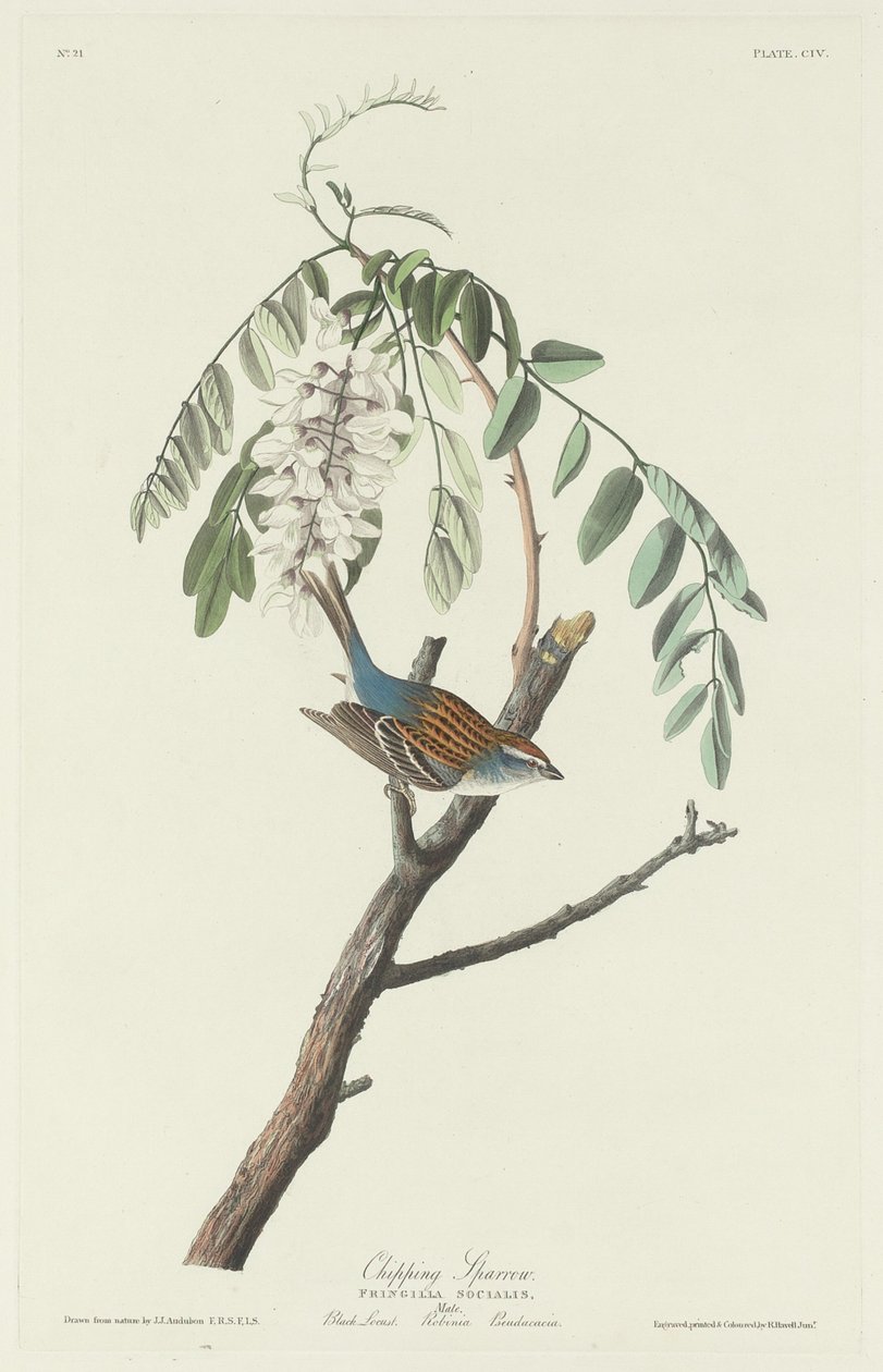 Pardal Lascar de Robert Havell after John James Audubon