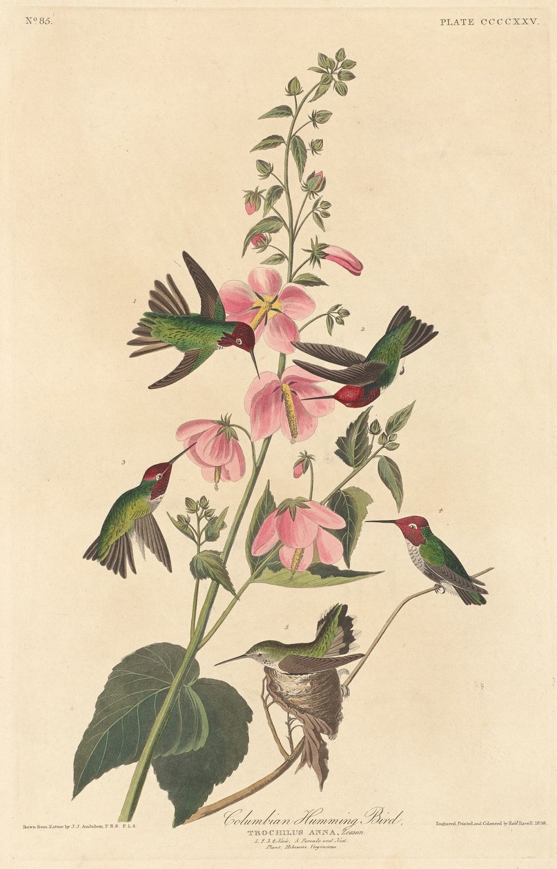 colibri colombiano de Robert Havell after John James Audubon