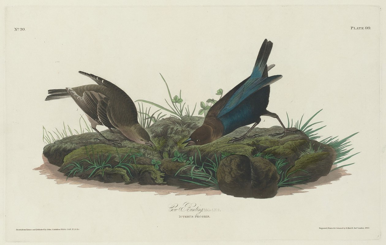 Estamenha de vaca de Robert Havell after John James Audubon