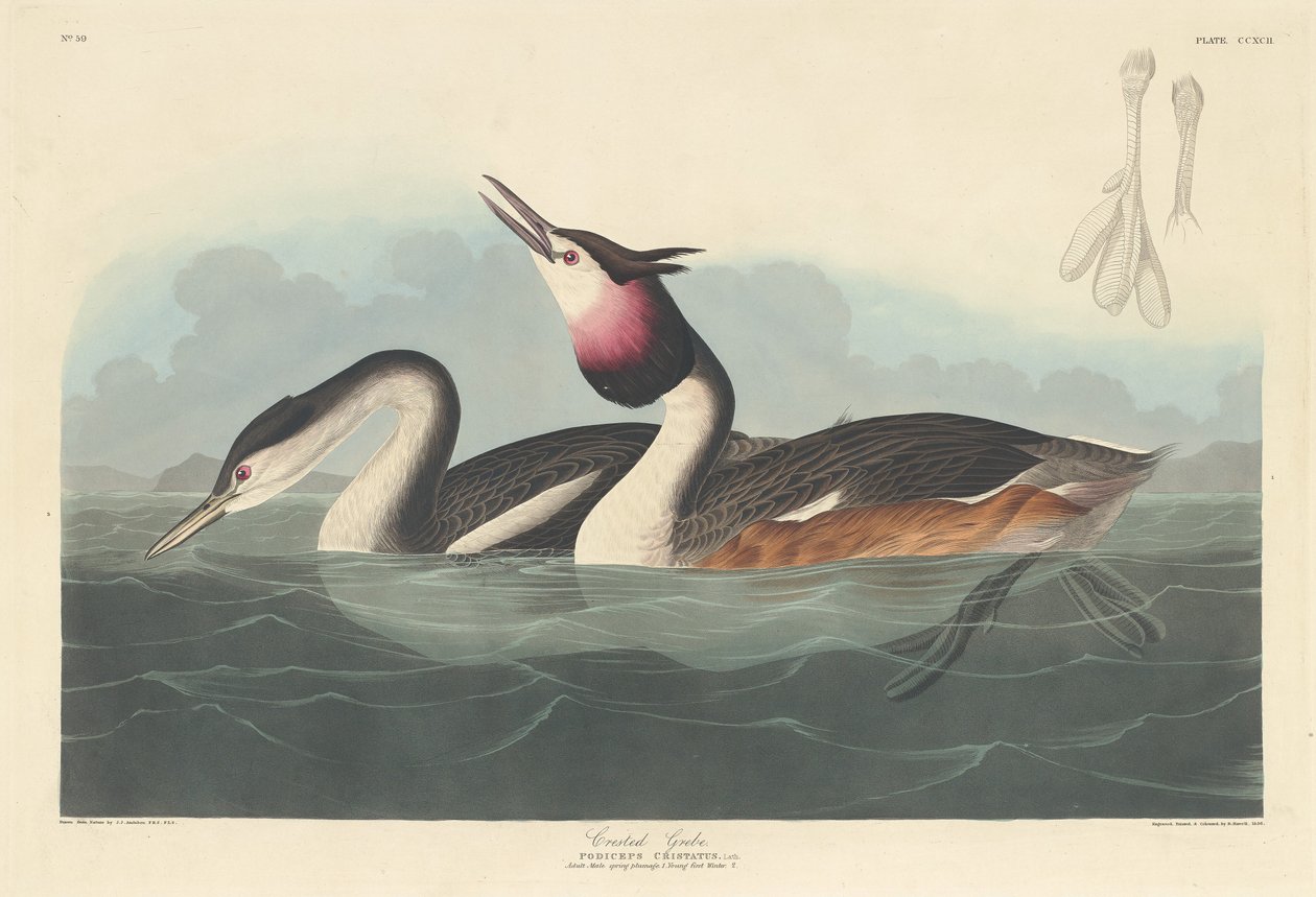 Grebe com crista de Robert Havell after John James Audubon