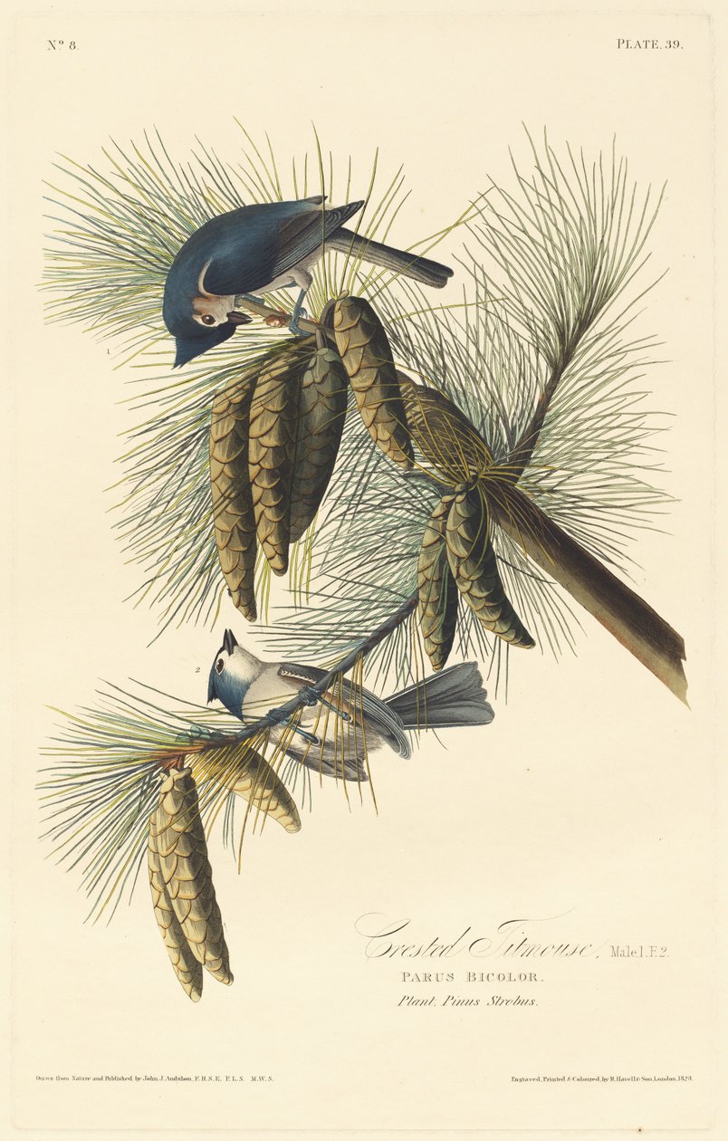 chapim-de-crista de Robert Havell after John James Audubon