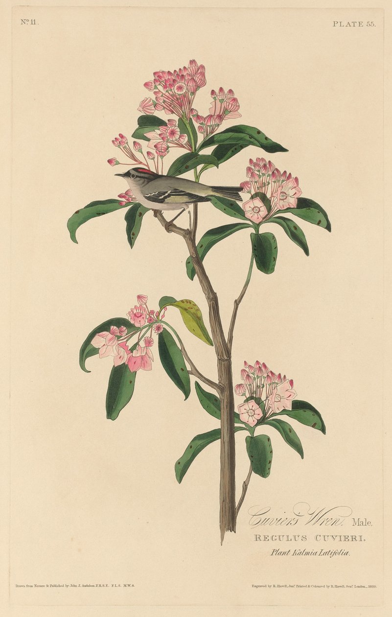 Carriça de Cuvier de Robert Havell after John James Audubon