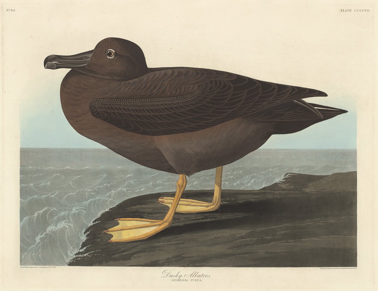 Albatroz Escuro de Robert Havell after John James Audubon