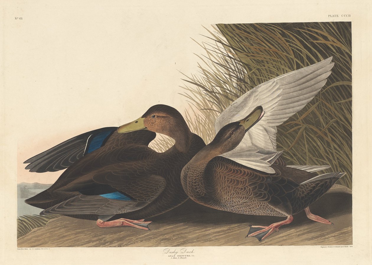 Pato Escuro de Robert Havell after John James Audubon
