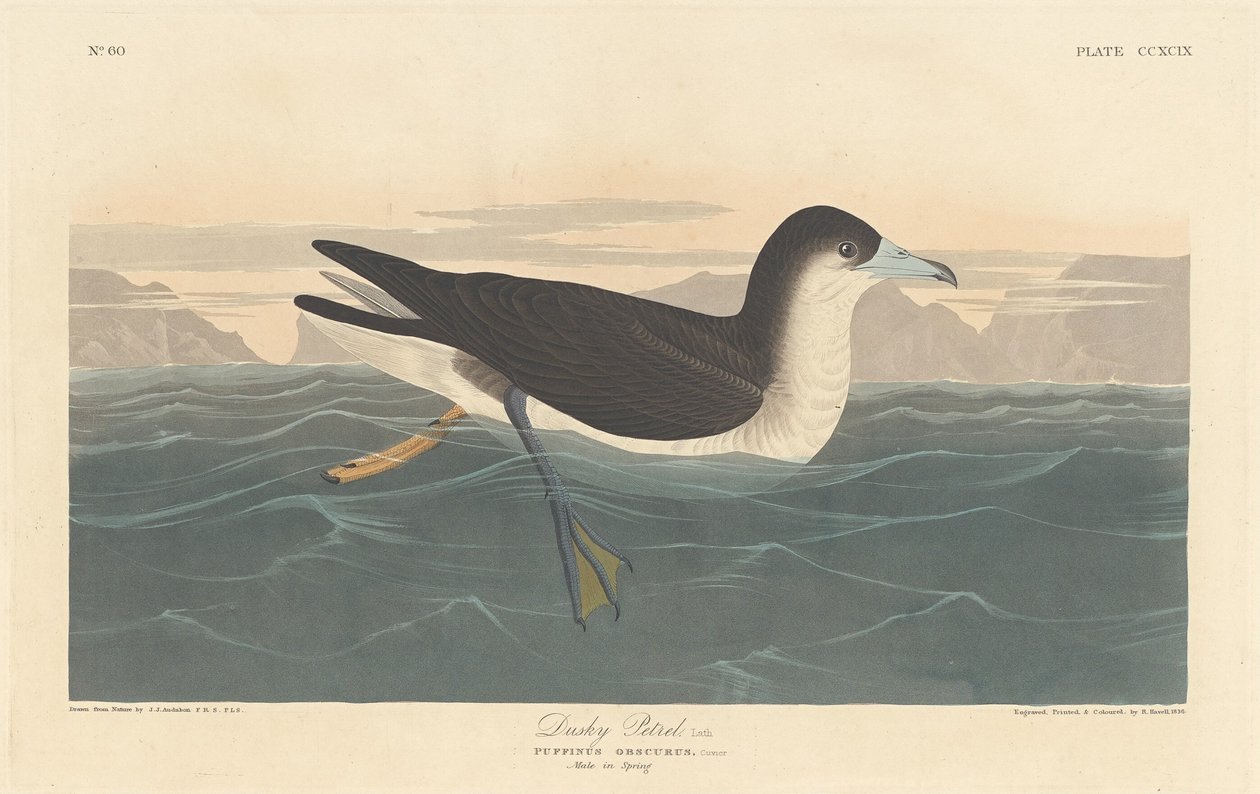 Petrel escuro de Robert Havell after John James Audubon