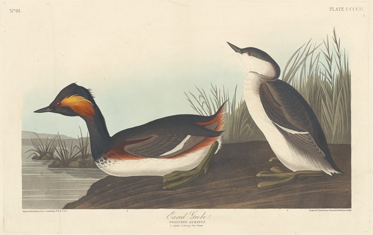 Grebe Orelhudo de Robert Havell after John James Audubon