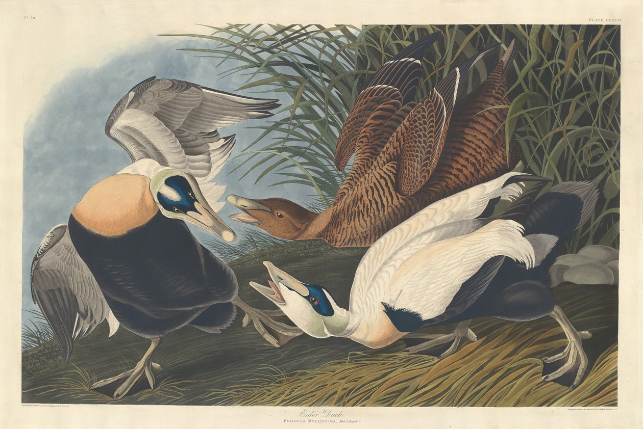 Eider Duck de Robert Havell after John James Audubon