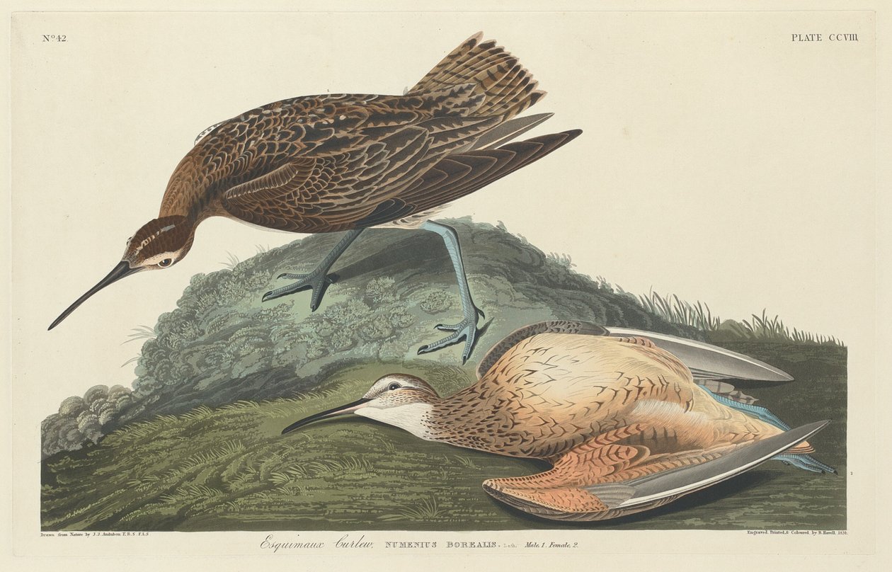 esquimós maçarico de Robert Havell after John James Audubon