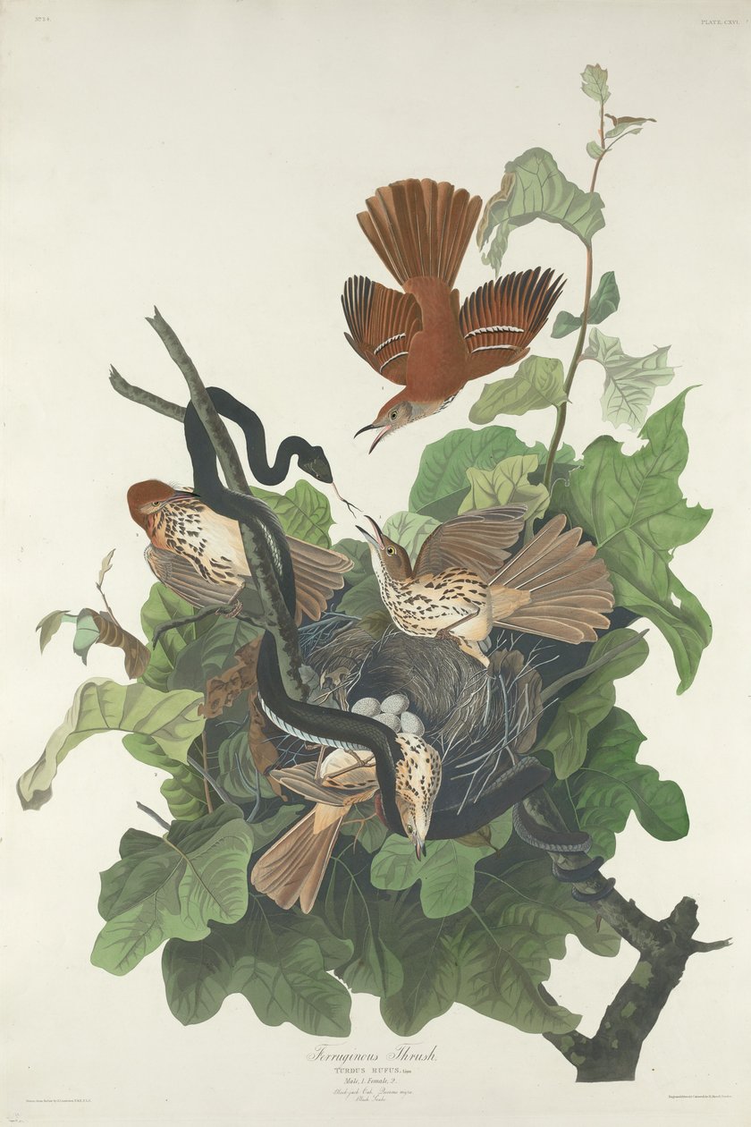 Tordo Ferruginoso de Robert Havell after John James Audubon