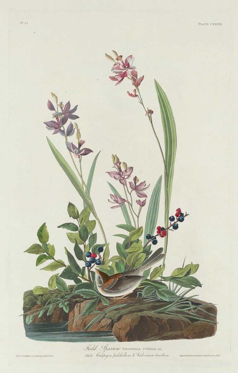 Pardal-do-campo de Robert Havell after John James Audubon