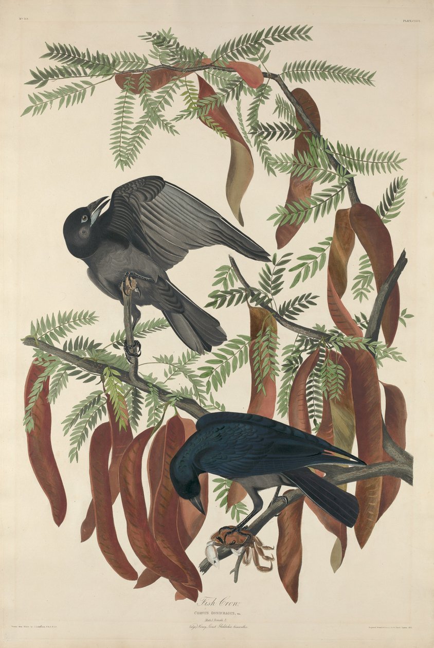 Peixe Corvo de Robert Havell after John James Audubon