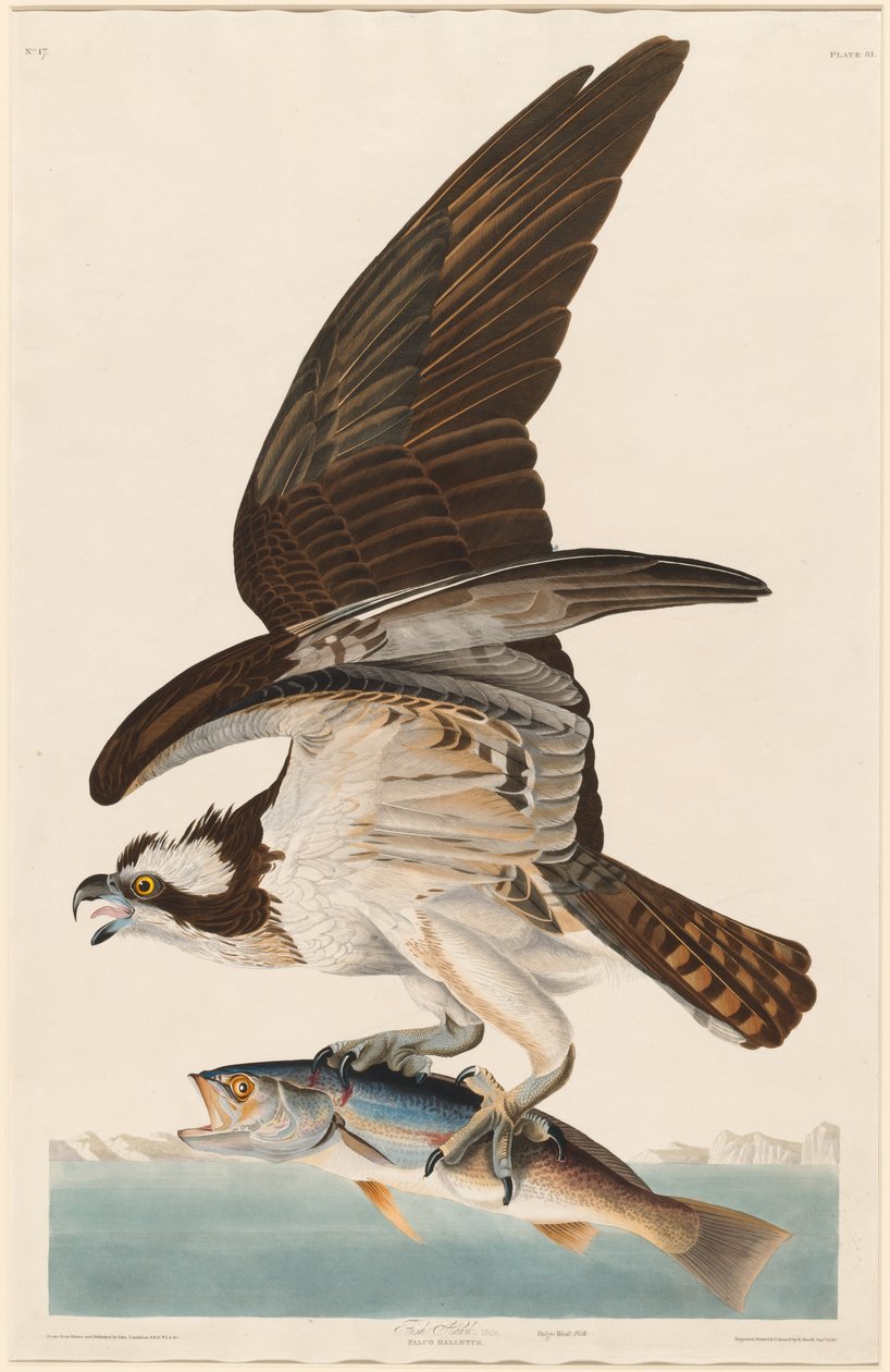 falcão-peixe de Robert Havell after John James Audubon