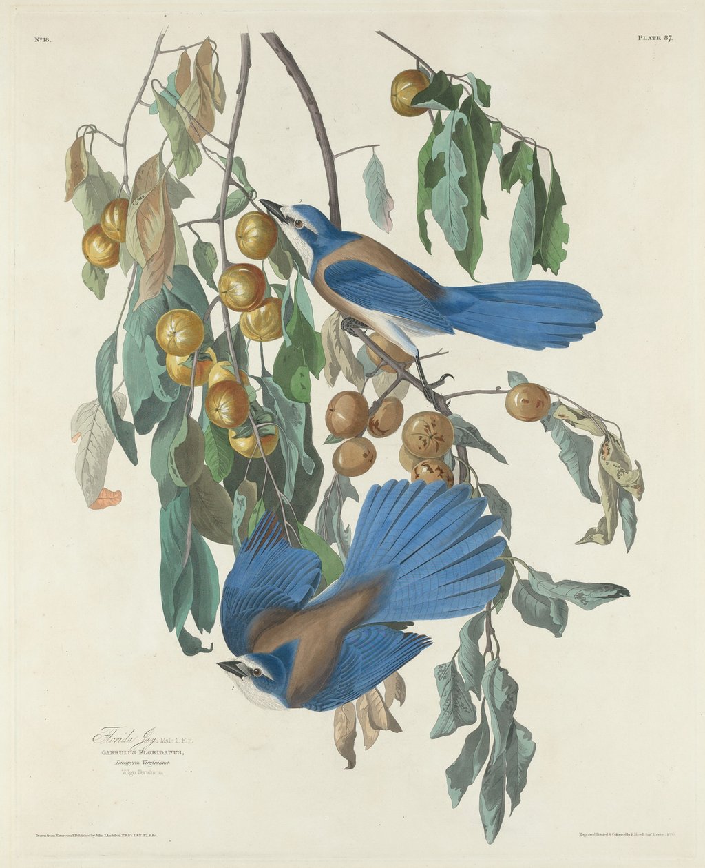 Florida Jays de Robert Havell after John James Audubon