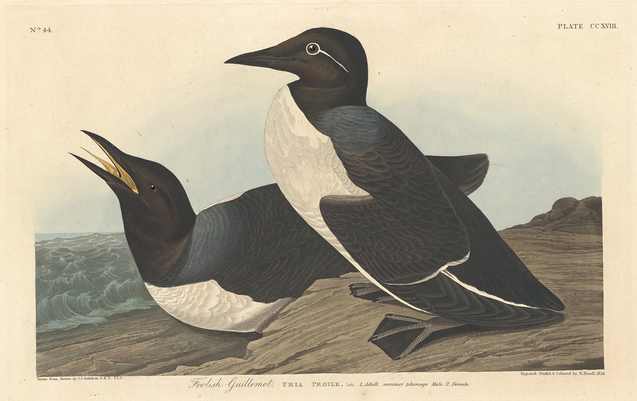 Guillemot Tolo de Robert Havell after John James Audubon