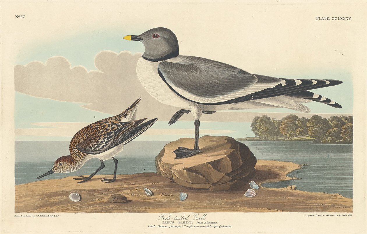 Gaivota de cauda bifurcada de Robert Havell after John James Audubon