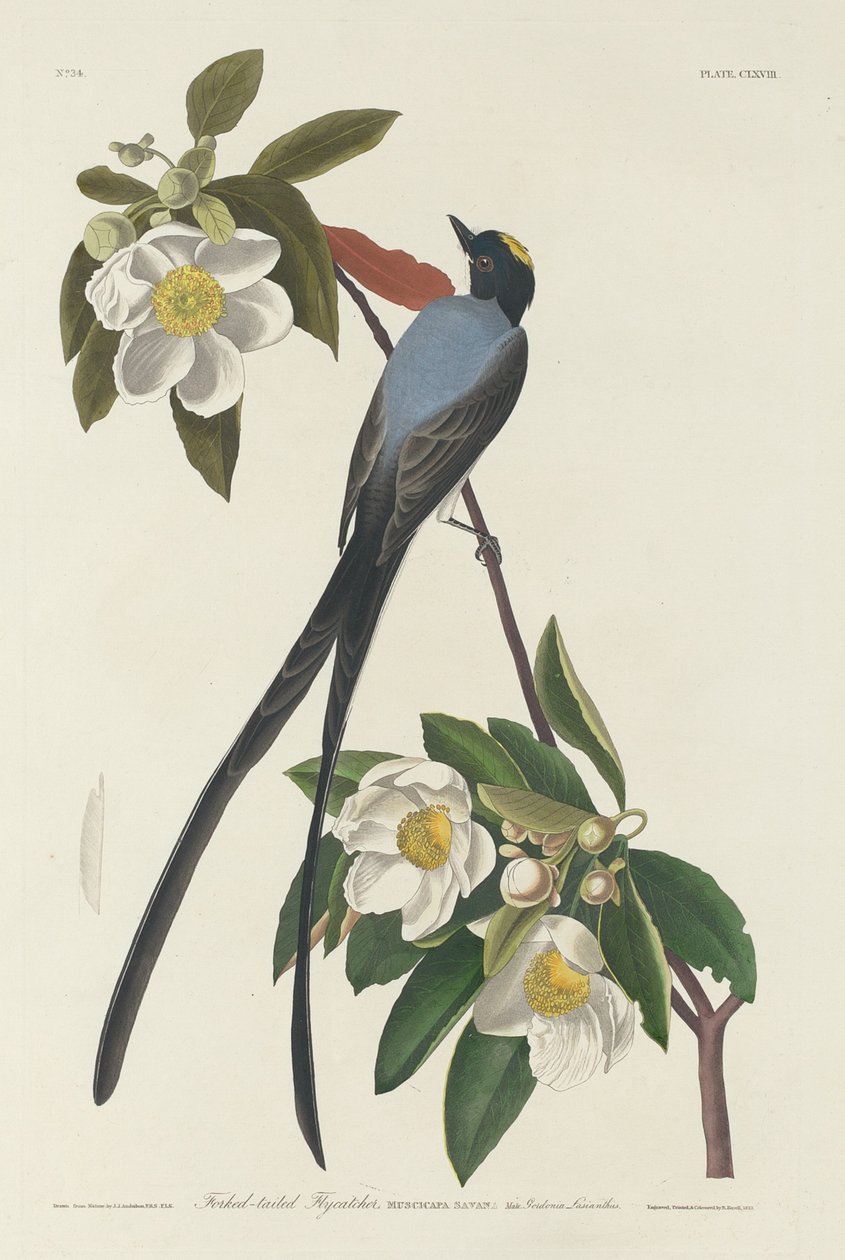 Papa-moscas de cauda bifurcada de Robert Havell after John James Audubon