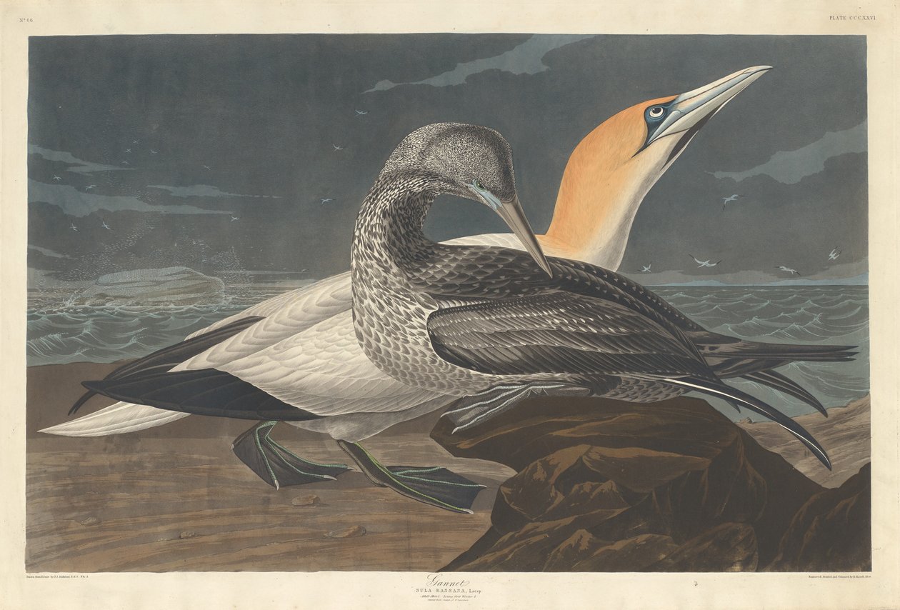 Gannet de Robert Havell after John James Audubon