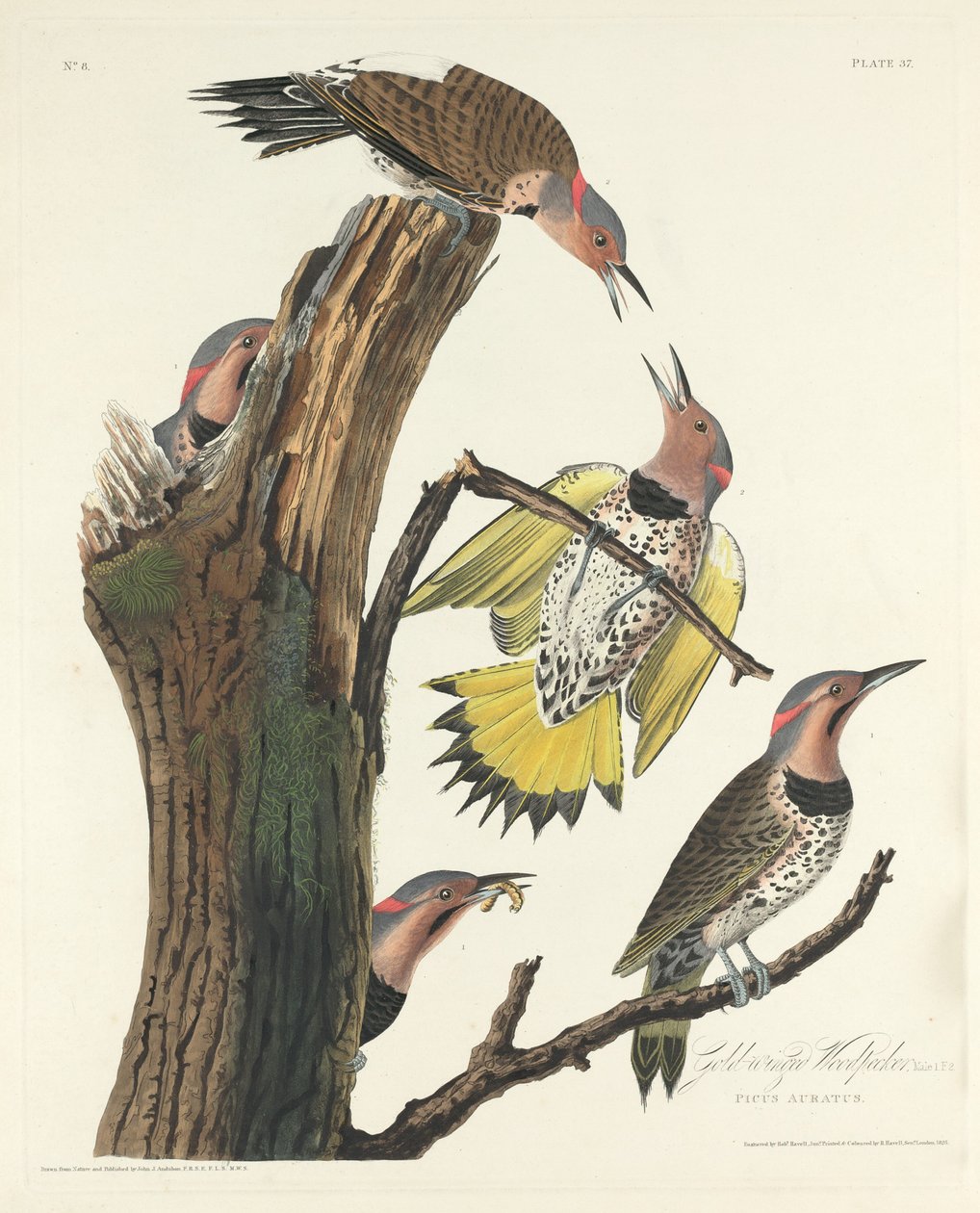 Pica-pau de asas douradas de Robert Havell after John James Audubon