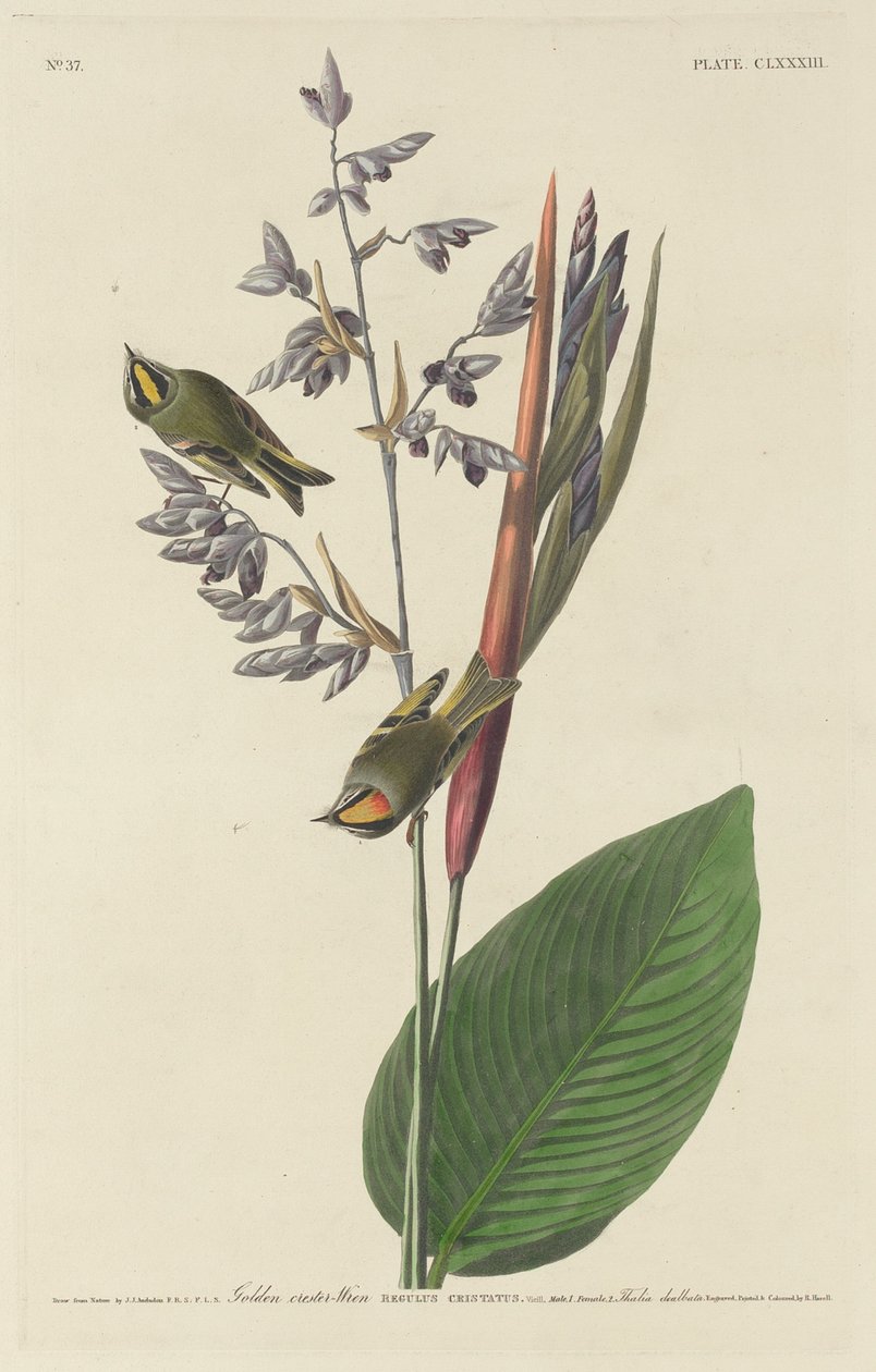Carriça de crista dourada de Robert Havell after John James Audubon