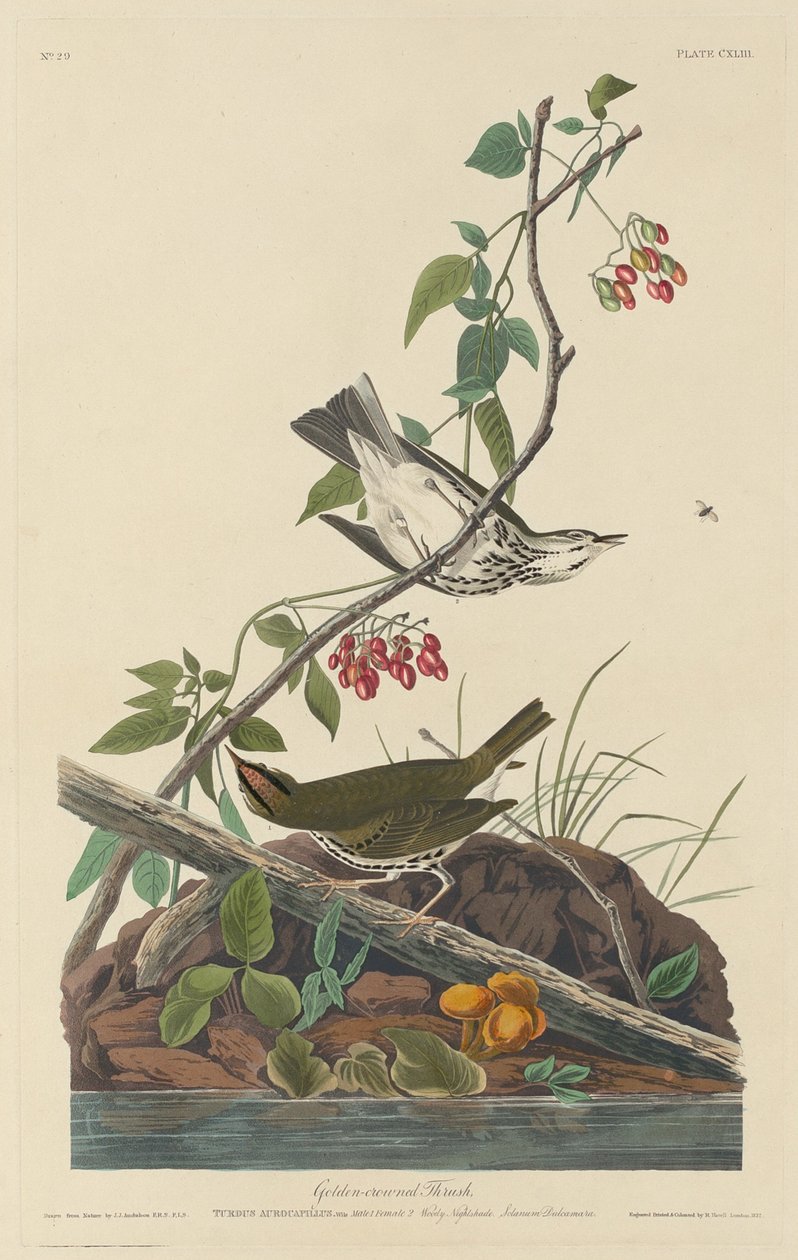 Tordo-coroado-dourado de Robert Havell after John James Audubon