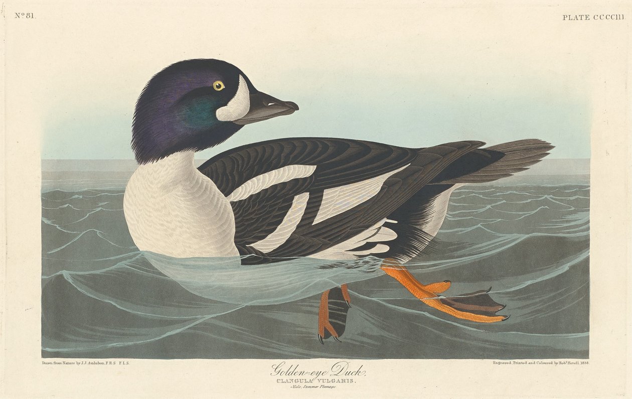 Pato Olho Dourado de Robert Havell after John James Audubon