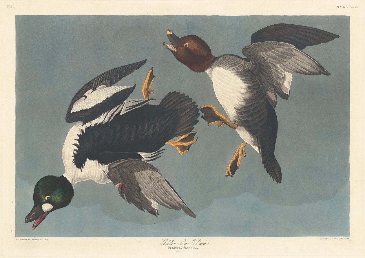 Pato Olho Dourado de Robert Havell after John James Audubon