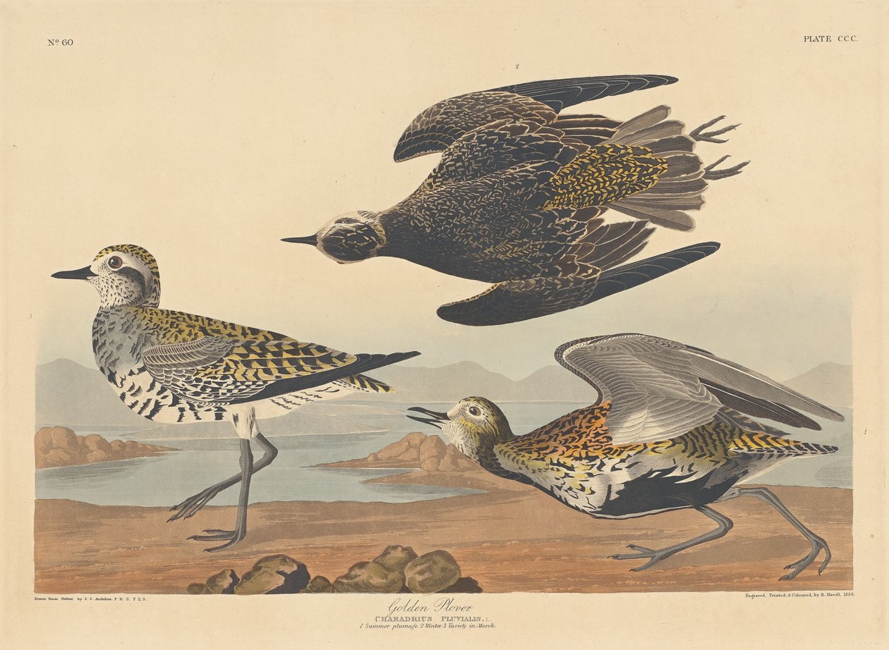 Tarambola Dourada de Robert Havell after John James Audubon