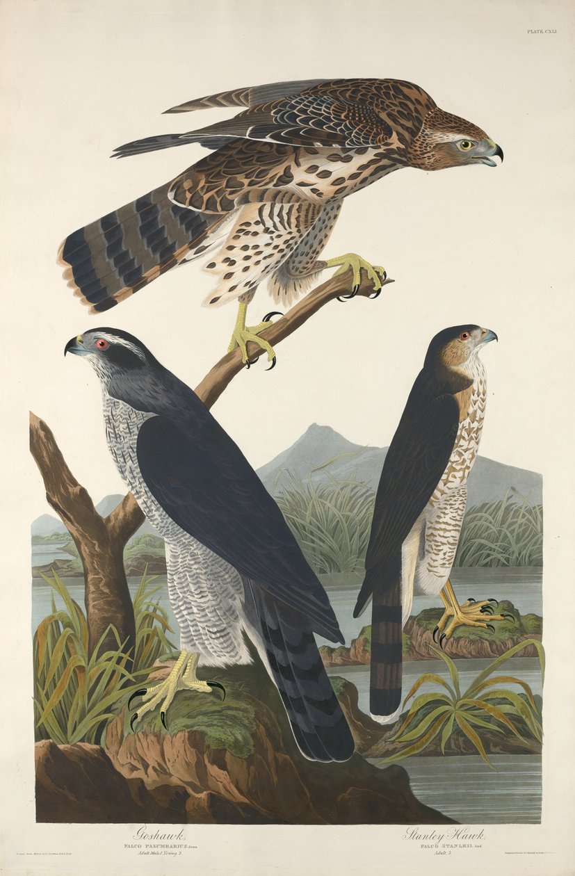 Açor e Stanley Hawk de Robert Havell after John James Audubon