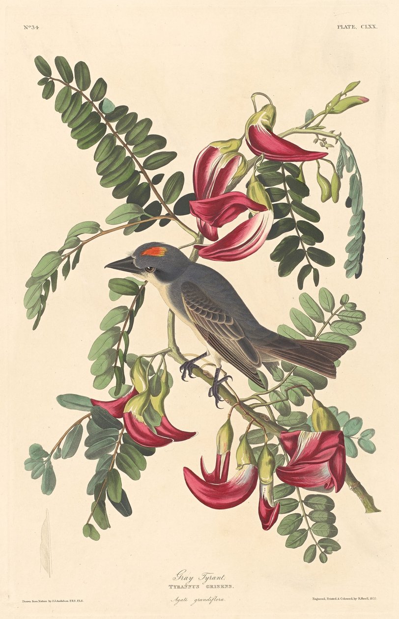 Tirano Cinzento de Robert Havell after John James Audubon
