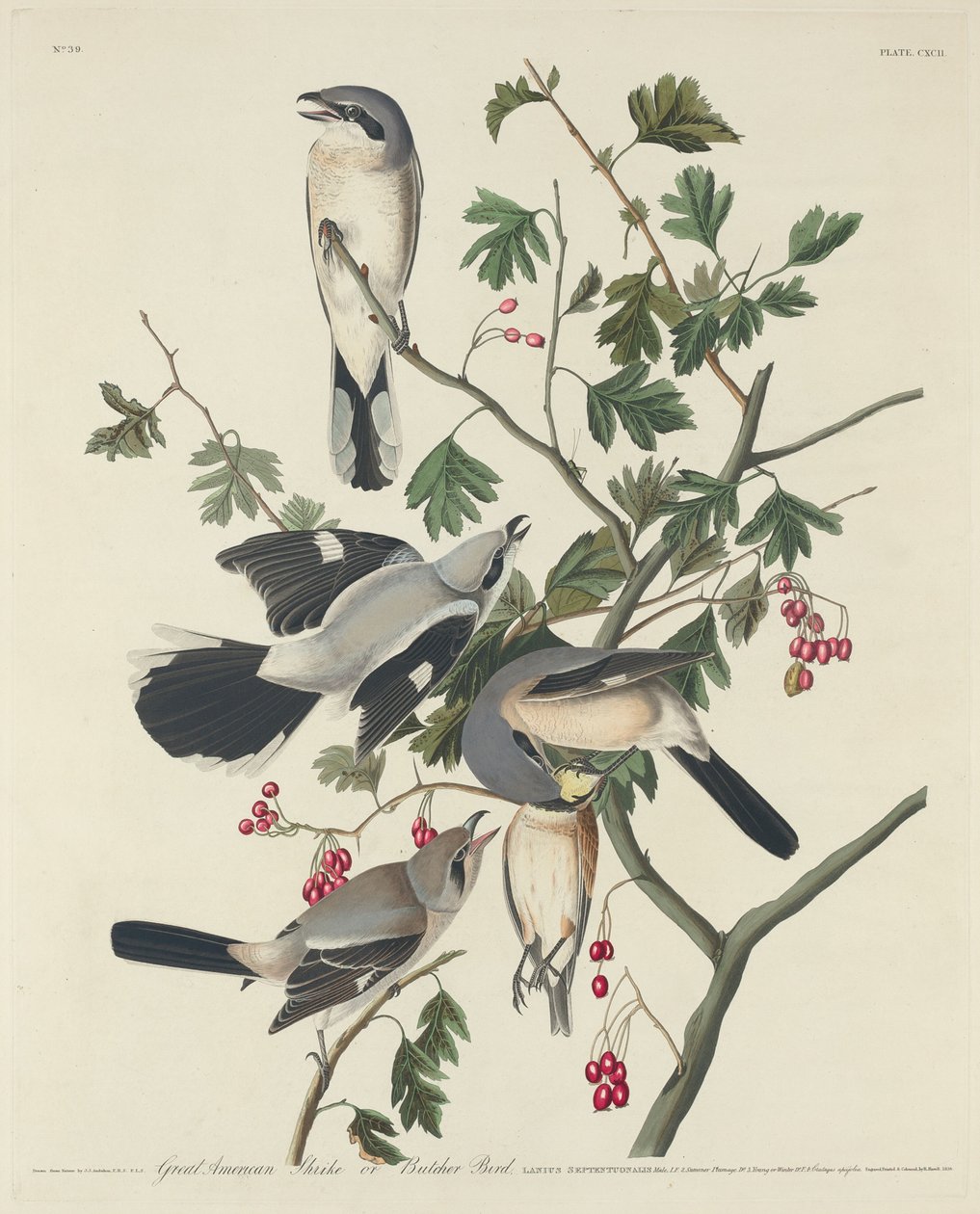Grande picanço americano ou pássaro carniceiro de Robert Havell after John James Audubon