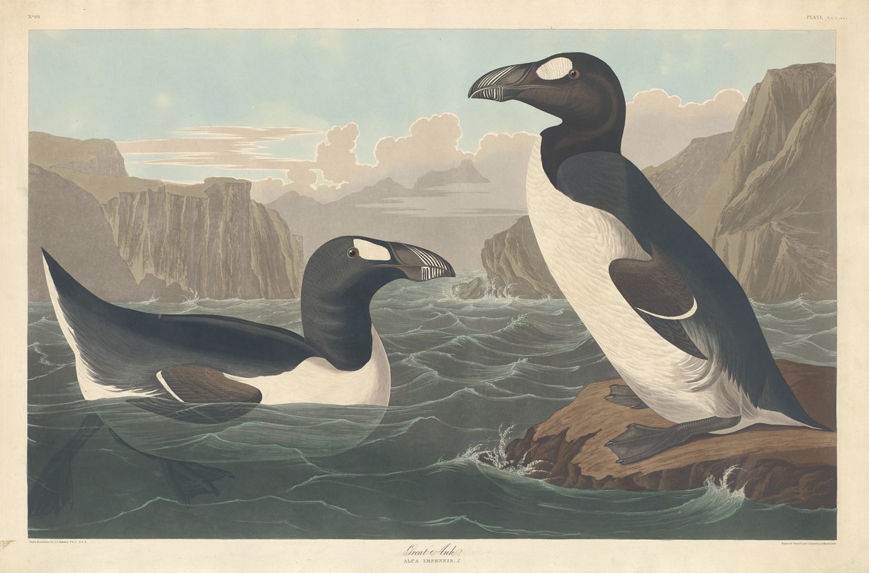 Grande Auk de Robert Havell after John James Audubon