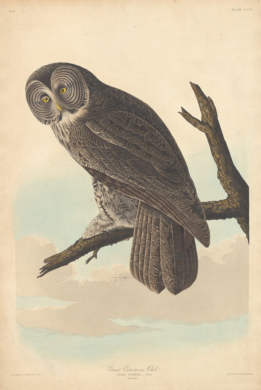 Grande Coruja Cinérea de Robert Havell after John James Audubon