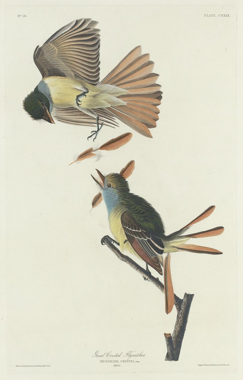 Grande Papa-moscas com crista de Robert Havell after John James Audubon