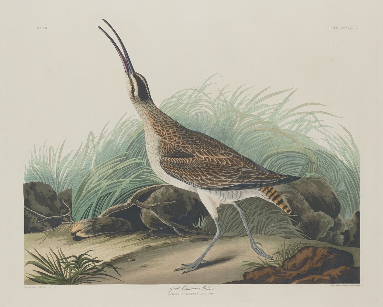 Grandes esquimós maçarico de Robert Havell after John James Audubon