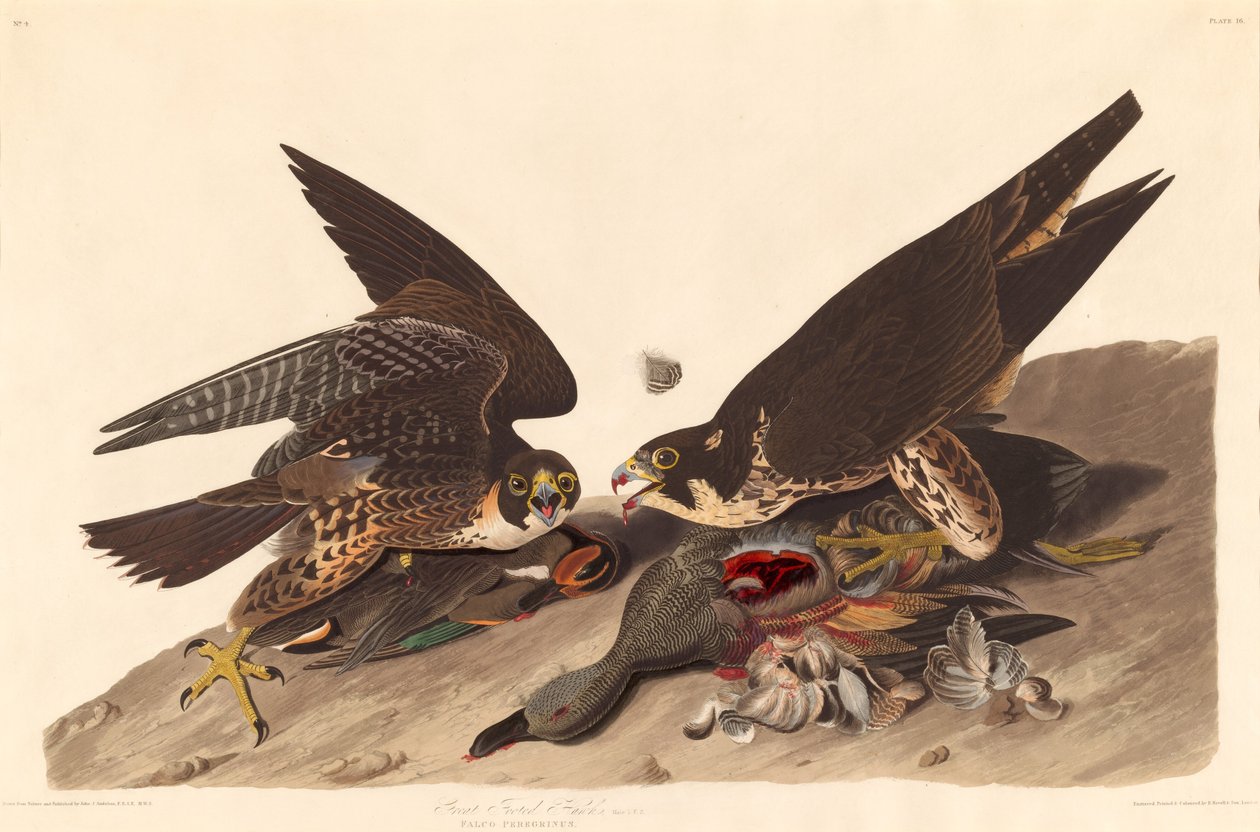 Grande Falcão de Pés de Robert Havell after John James Audubon