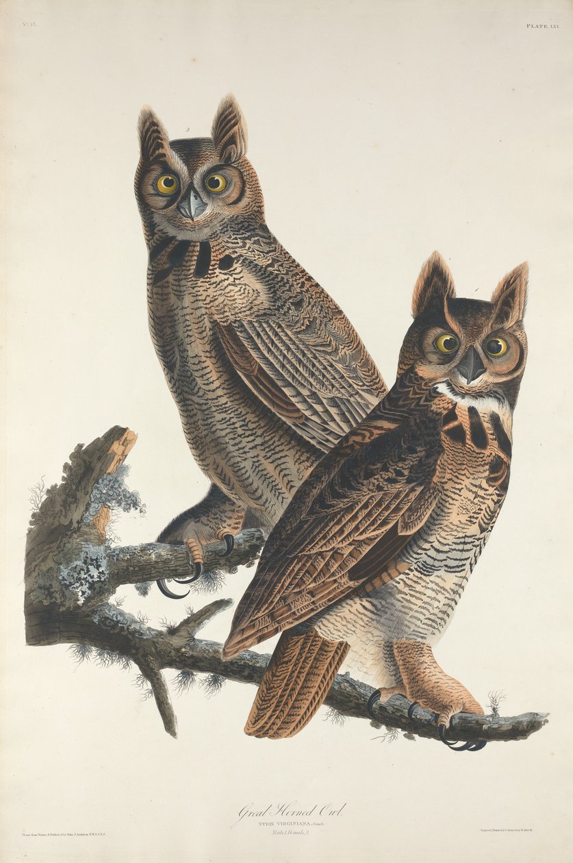 Grande coruja Horned de Robert Havell after John James Audubon