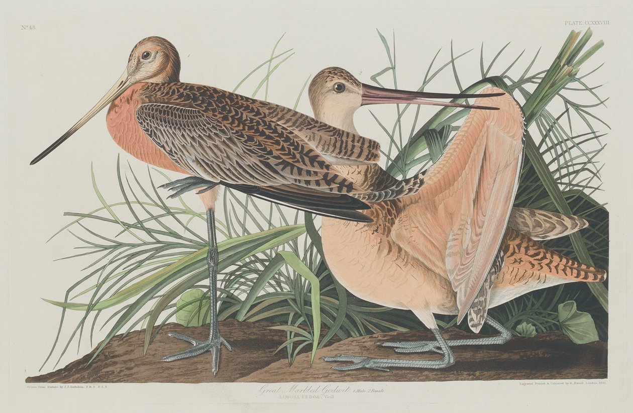 Grande maçarico marmoreado de Robert Havell after John James Audubon