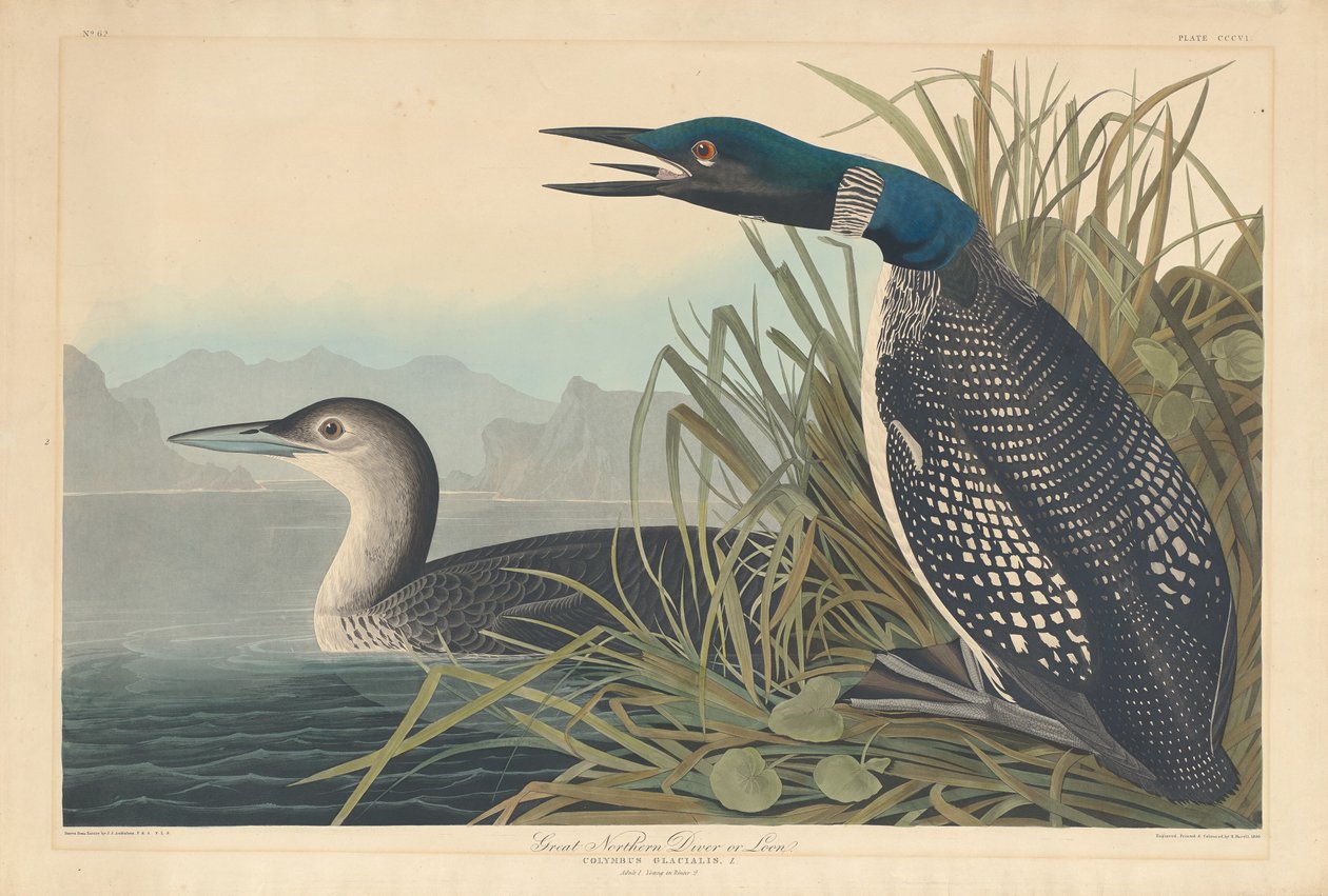 Grande Mergulhador do Norte ou Loon de Robert Havell after John James Audubon