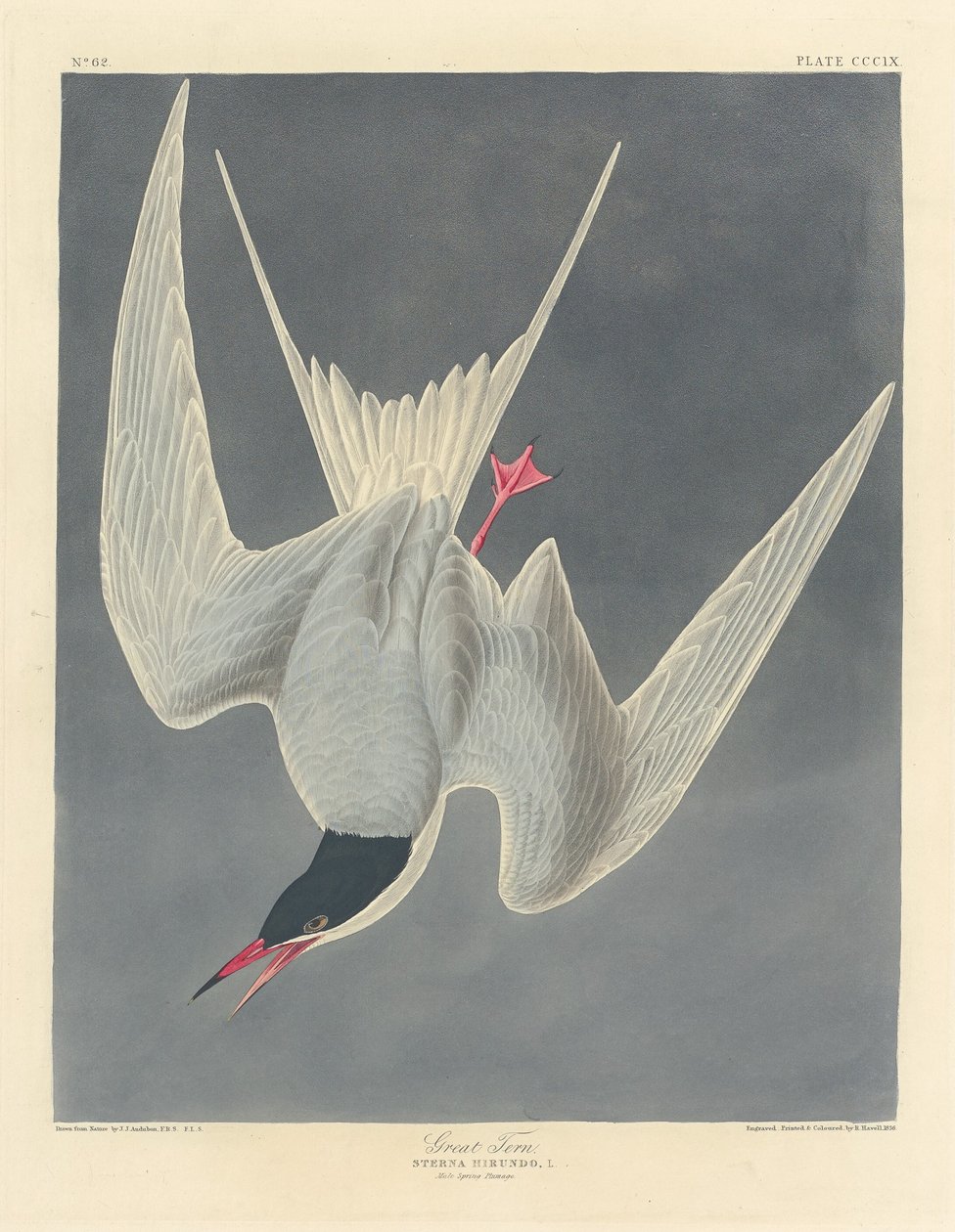 Andorinha-do-mar de Robert Havell after John James Audubon