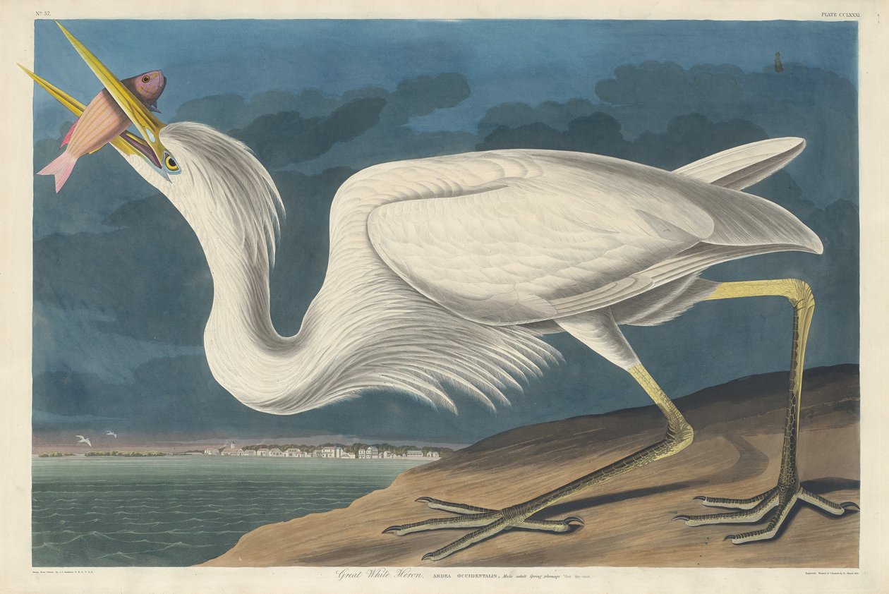 Grande Garça Branca de Robert Havell after John James Audubon