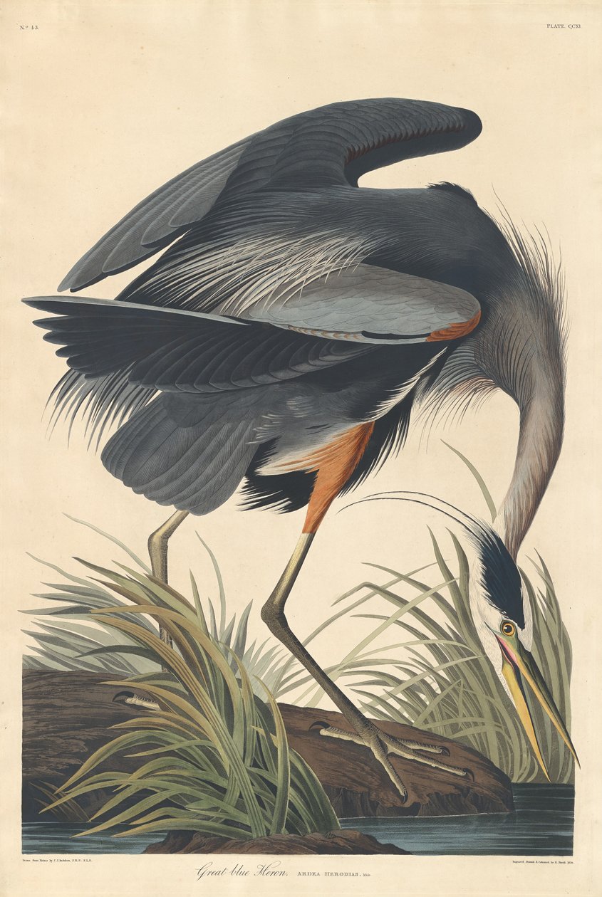 Grande garça azul de Robert Havell after John James Audubon