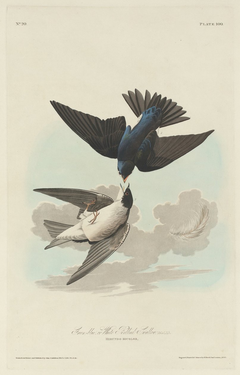 Andorinha de barriga verde-azulada ou branca de Robert Havell after John James Audubon