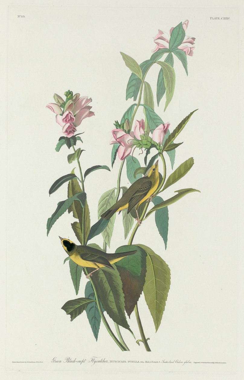 Papa-moscas-preto-verde de Robert Havell after John James Audubon