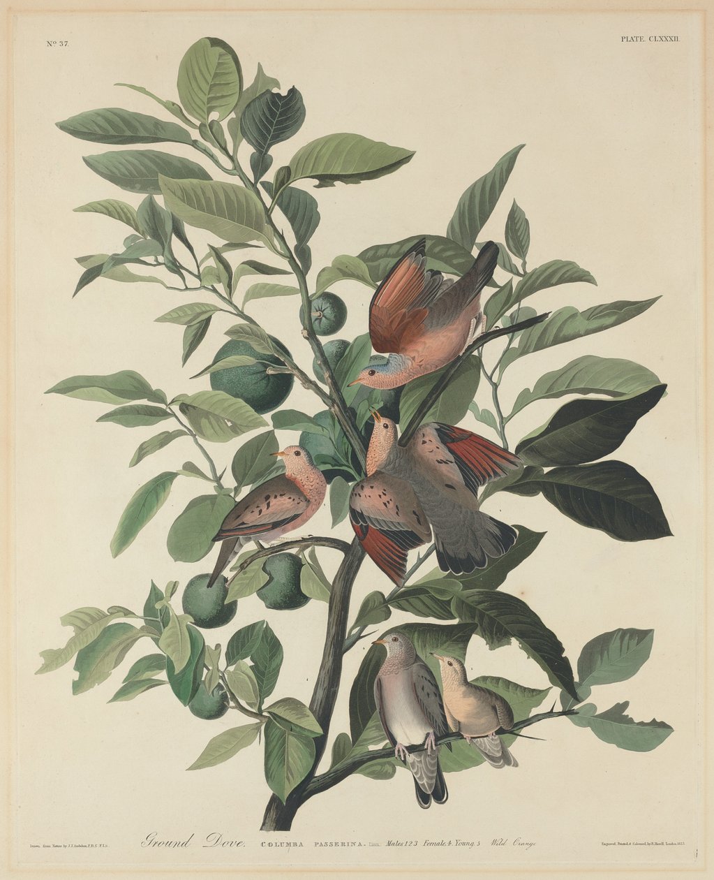 Pomba Terrestre de Robert Havell after John James Audubon