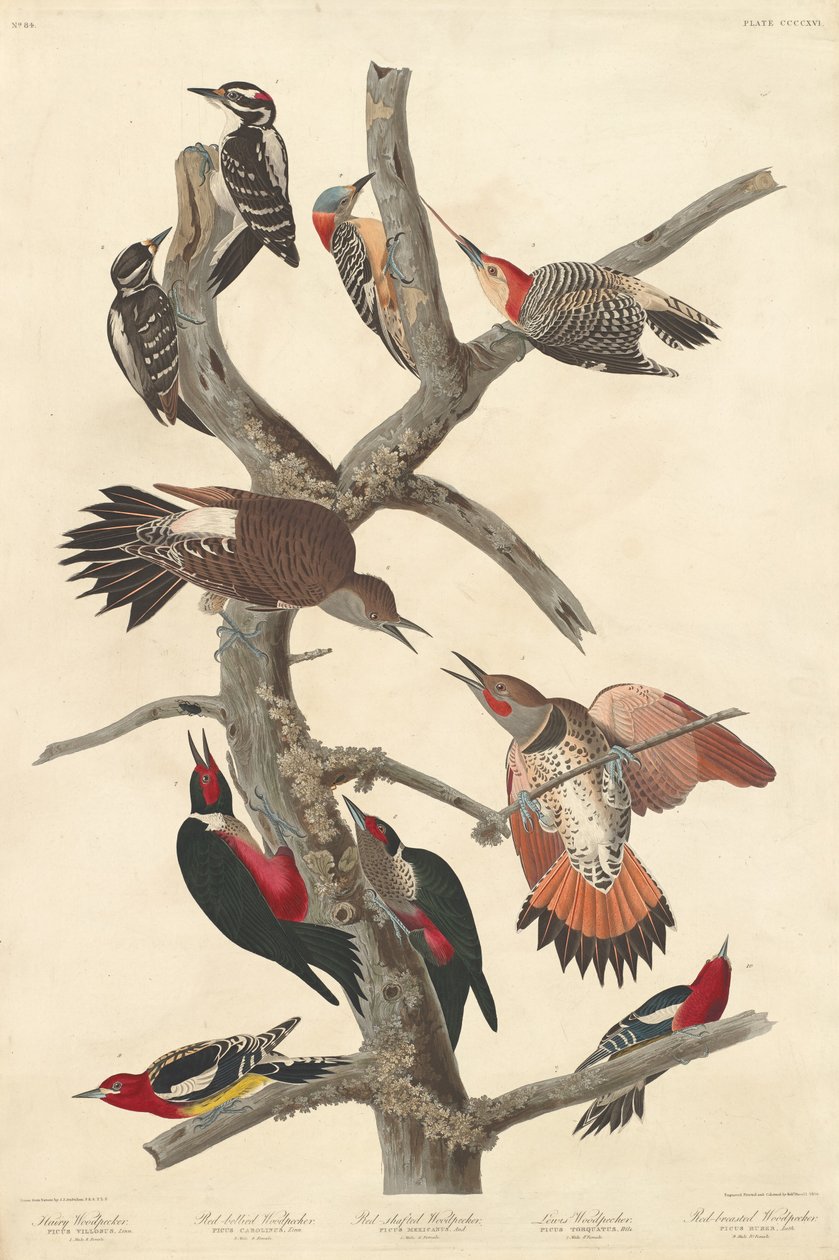 Pica-pau Peludo de Robert Havell after John James Audubon