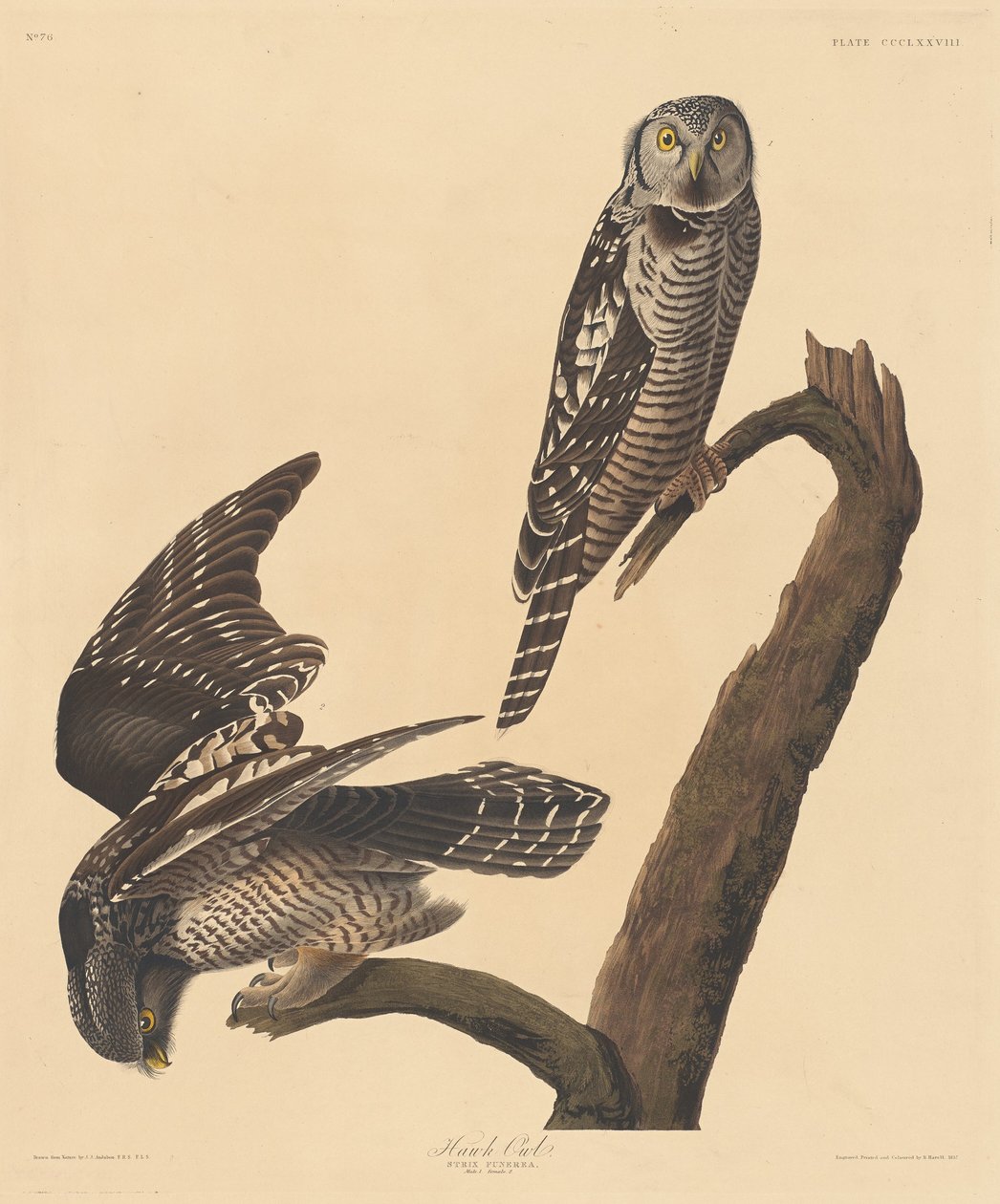 Coruja Falcão de Robert Havell after John James Audubon