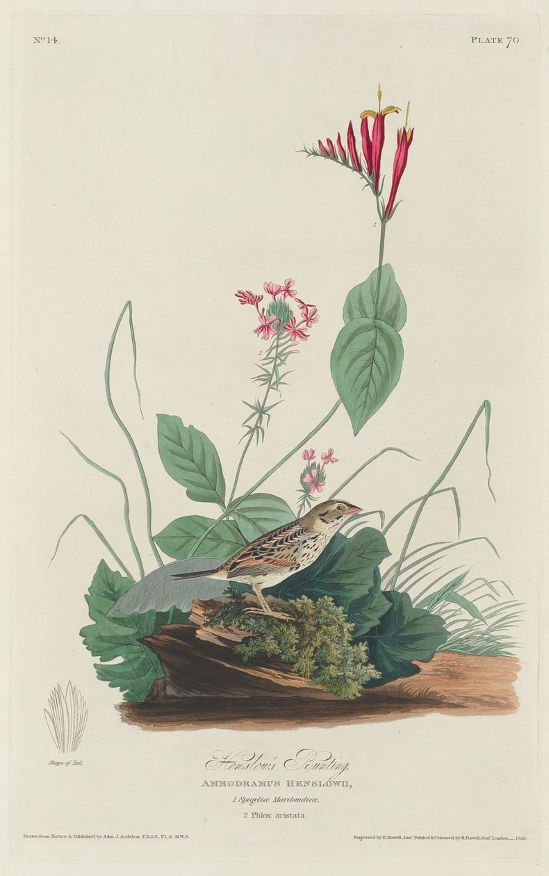 Estamenha de Henslow de Robert Havell after John James Audubon