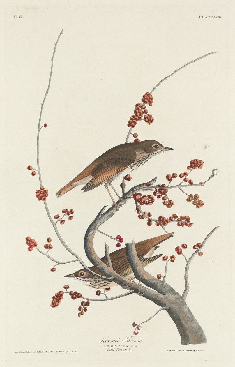 Tordo Eremita de Robert Havell after John James Audubon