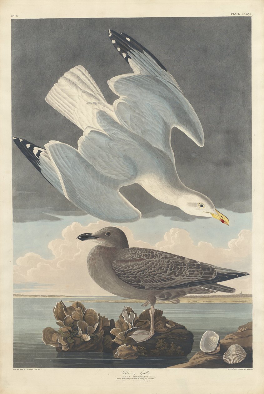 Gaivota de arenque de Robert Havell after John James Audubon